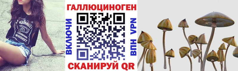 Псилоцибиновые грибы Magic Shrooms  где купить наркоту  площадка наркотические препараты  Каспийск 